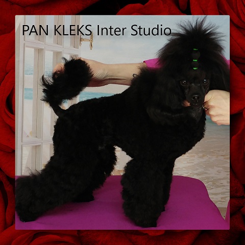 PAN_KLEKS_Inter_Studio_ur._02.04.2018.jpg